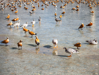 Bar-headed geese and ruddy shelducks wintering in Lhasa, Tibet