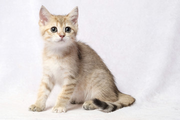 The British Shorthair Cat in room