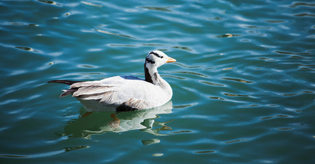 A bar-headed goose wintering in Lhasa, Tibet