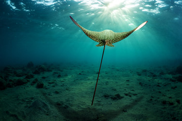 Eagle ray hovers over the sea bottom