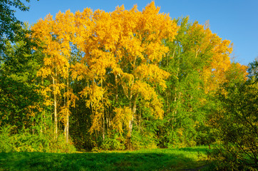 Obraz premium Autumn forest of trees with yellow leaves.