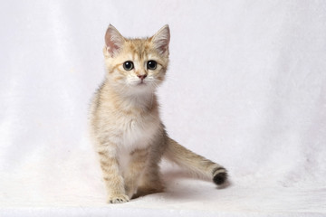 Fototapeta na wymiar The British Shorthair Cat in room