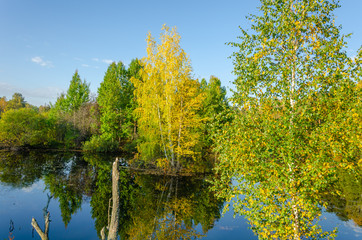 Lake in the forest with trees yellow and green. Autumn forest.