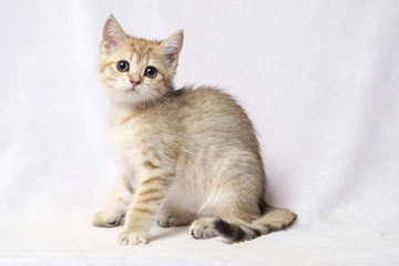 The British Shorthair Cat in room