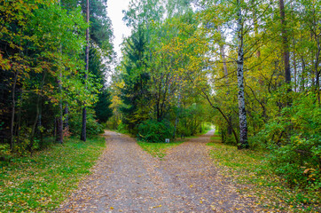 The road in the forest.Forest path going among the pines and firs.