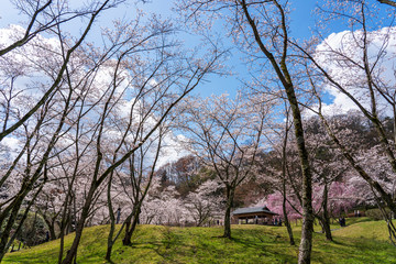 春うららお花見イメージ　卯辰山公園四百年の森