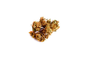 orange cannabis bud on a white background isolated