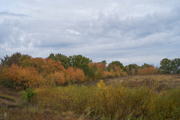 A quiet autumn dawn over the lake in sunlight. The birches were covered with Golden leaves.