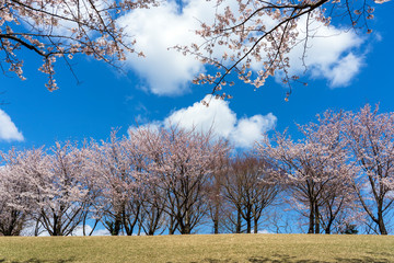 Obraz na płótnie Canvas 満開の桜と雲　奥卯辰山健民公園