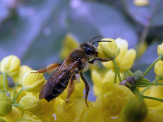 Pszczoła siedząca na żółtych kwiatach, na błękitnym tle.