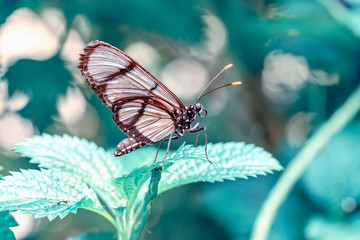 Glasswing Butterfly (Greta oto) in a summer garden