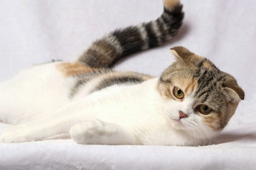 Fototapeta na wymiar The British Shorthair Cat in room