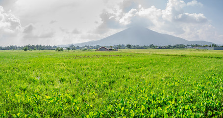 Refreshing scene of verdant rice field at Calauan, Laguna with Mt. Makiling in the background © leonardovillasis