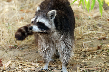 Fototapeta premium raton laveur