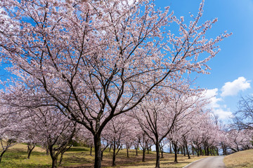 満開の桜　奥卯辰山健民公園
