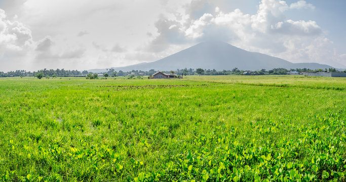 Refreshing scene of verdant rice field at Calauan, Laguna with Mt. Makiling in the background