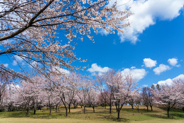Fototapeta premium 満開の桜 奥卯辰山健民公園