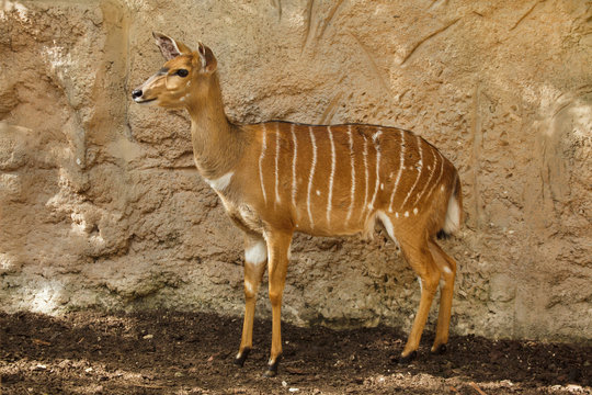 Nyala (Tragelaphus angasii).