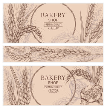 Vector hand drawn wheat ears. Farm field illustration. For packing.Bunch of grain barley.Banner design. Barley illustration in vintage style.Wheat grain,granule, kernel,corn,rye,barley,oats,pic.