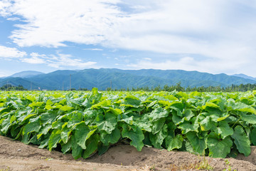 山形村のごぼう畑