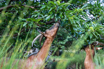 Chèvre des Cévennes 