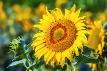 Sunflower in the morning shunshine