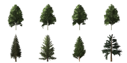 Fototapeta premium Collection of isolated trees on white background