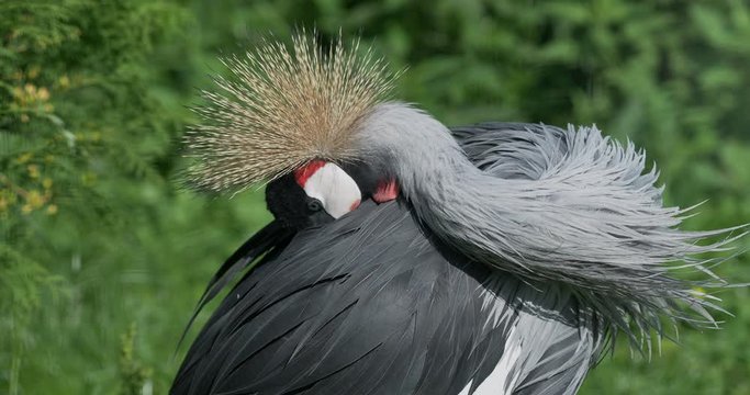 Close up portrait of black crowned crane, Balerica pavonina, Cleaning its feathers. Big gray graceful bird.