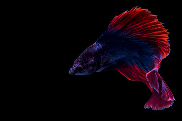 Siamese fighting fish, betta isolated on black background.