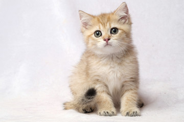 The British Shorthair Cat in room