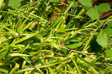 Damselfly resting on a riverbank
