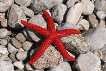 roter Seestern