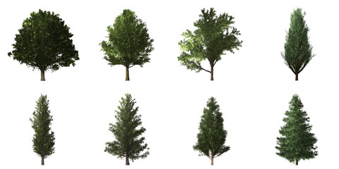 Collection of isolated trees on white background