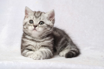 The British Shorthair Cat in room