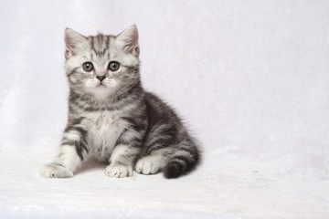 The British Shorthair Cat in room