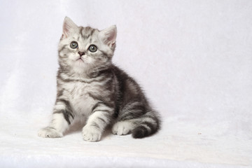 The British Shorthair Cat in room