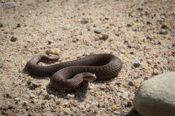 viper