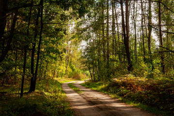 Obraz premium Puszcza Knyszyńska, Podlasie, Polska