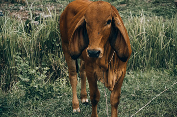 Fototapeta premium cow02