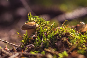 mushroom - close up view of a small mushroom hidden in moss and pine needles, in the forest, lit by sunlight