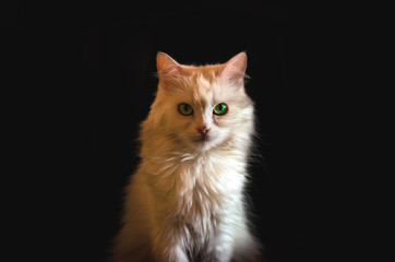 White cat with green eyes on a black background