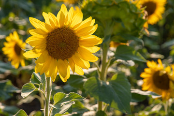 Obraz premium Sunflower in field