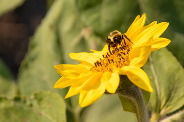 Sunflower closeup with pollinator bee