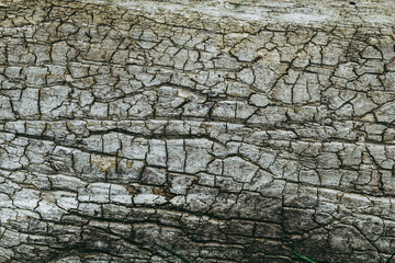 An old tree with pronounced cracks over the entire surface.