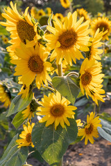 Fototapeta premium Sunflower, stalk with multiple flowers