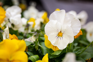 Obraz premium yellow and white pansies flowers in garden