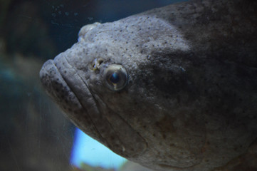 Large gray fish in the tank