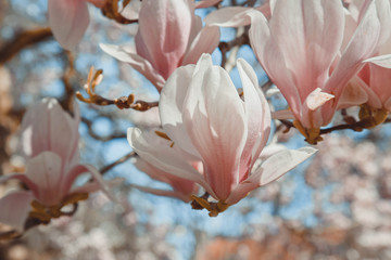 Blooming magnolia flower background.
