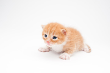 beautiful little small cat kitty red pet newborn with dark eyes lying on white background with copy...
