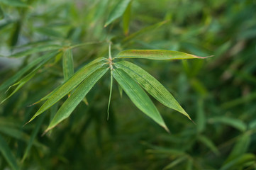 closeup of  bamboo leaves in a garden